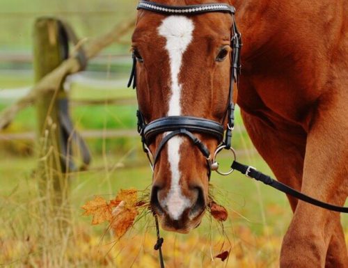 Eat Like A Horse の意味 使い方 Artisanenglish Jp 英会話