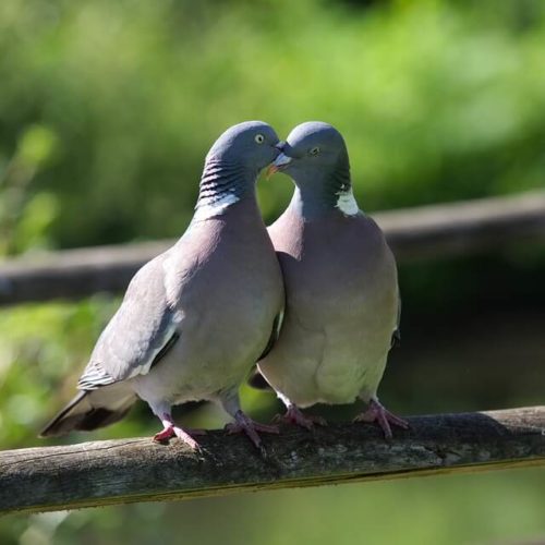 Lovebirds の意味 使い方 Artisanenglish Jp 英会話 ネイティブの英語