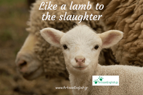 Like a Lamb to the Slaughter: Giải Thích, Ý Nghĩa và Cách Sử Dụng Thành Ngữ